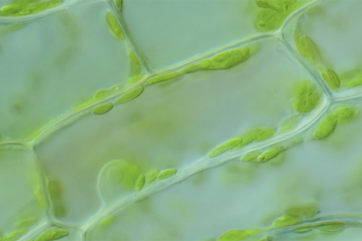 Cellules chlorophylliennes d'Elodée vivantes x200 - séquence 1 - 0mn 25s